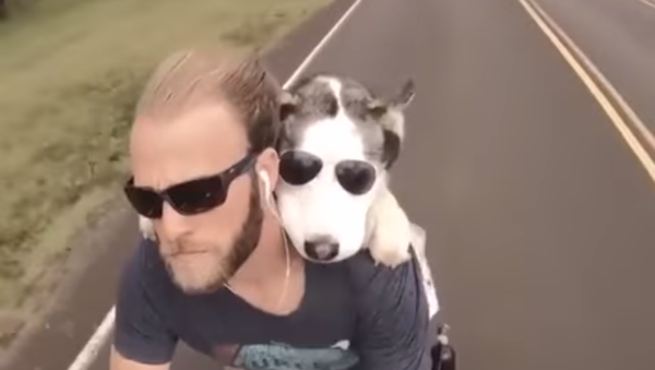 犬の幸せ　それは飼い主を抱擁し気の向くままにバイクに乗ること - Sputnik 日本