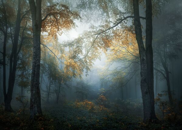 写真家のVeselin Atanasov氏による作品「Early autumn」 - Sputnik 日本