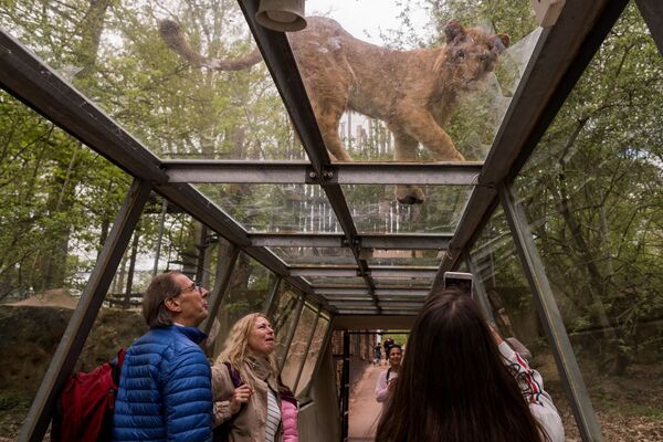 フランス・トワリーにあるサファリパークの敷地内で、透明なトンネルの中からライオンを眺める客 - Sputnik 日本