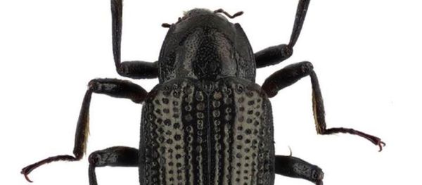 新種の甲虫、ディカプリオに敬意を表し命名 新種の甲虫、ディカプリオに敬意を表し命名 - Sputnik 日本