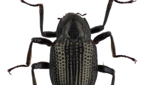 新種の甲虫、ディカプリオに敬意を表し命名 - Sputnik 日本
