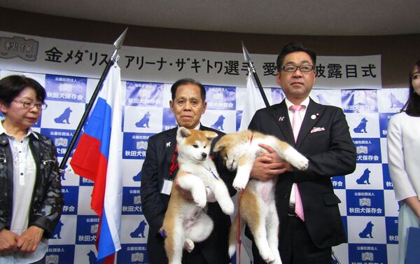 秋田県で開催された秋田犬の全国的な展覧会で、ロシアの五輪チャンピオンであるアリーナ・ザギトワ選手に贈られる秋田犬の子犬が、客や参加者らに紹介された。 - Sputnik 日本
