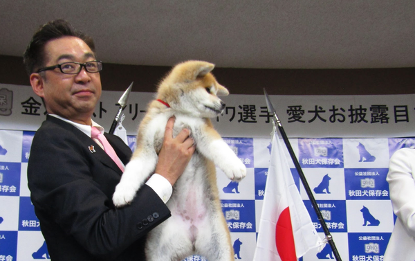 秋田県で開催された秋田犬の全国的な展覧会で、ロシアの五輪チャンピオンであるアリーナ・ザギトワ選手に贈られる秋田犬の子犬が、客や参加者らに紹介された。 - Sputnik 日本