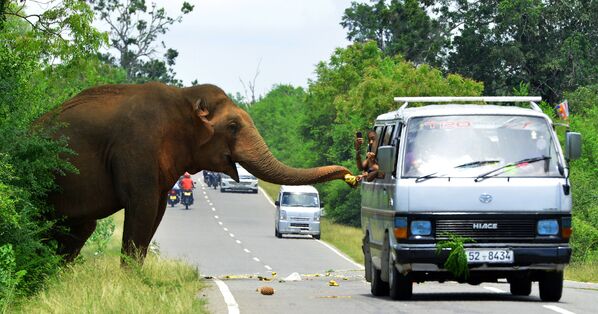 車で通りがかった人びとがゾウにバナナをあげている。スリランカ - Sputnik 日本