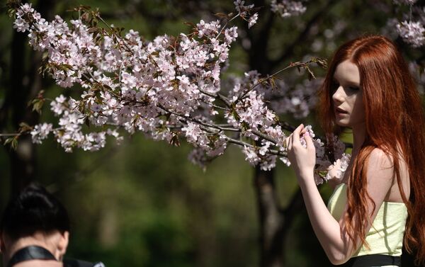 モスクワ植物園の日本庭園で桜が開花 - Sputnik 日本