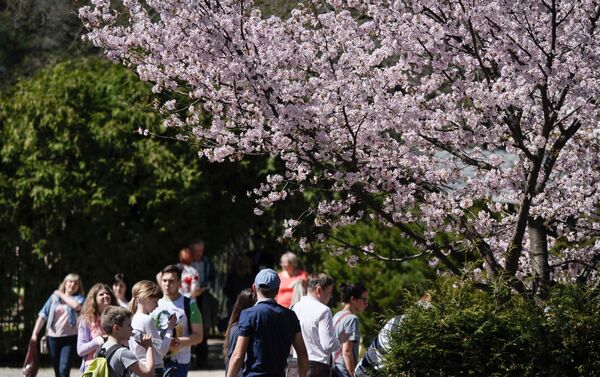 モスクワ植物園の日本庭園で桜が開花 - Sputnik 日本