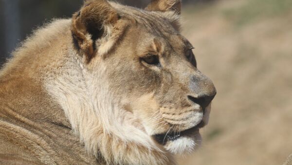 ケニアで雌ライオンが撮影班のカメラを盗み、自分の映像を撮影 - Sputnik 日本