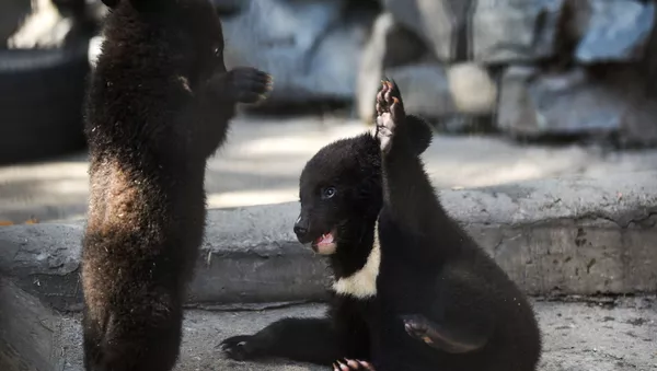 戯れるヒマラヤグマの子供たち - Sputnik 日本