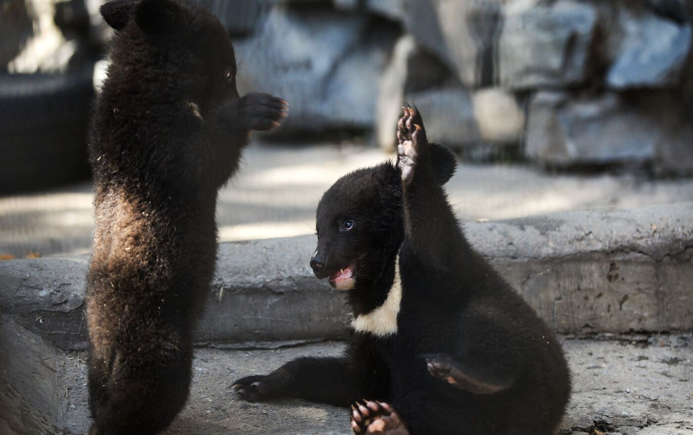 シベリアの動物園 ツキノワグマの子供たちに初めての春 - 2018年5月15