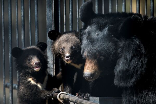 ノボシビルスク動物園の檻にいるヒマラヤグマの子供たちと母親のチェルシー - Sputnik 日本