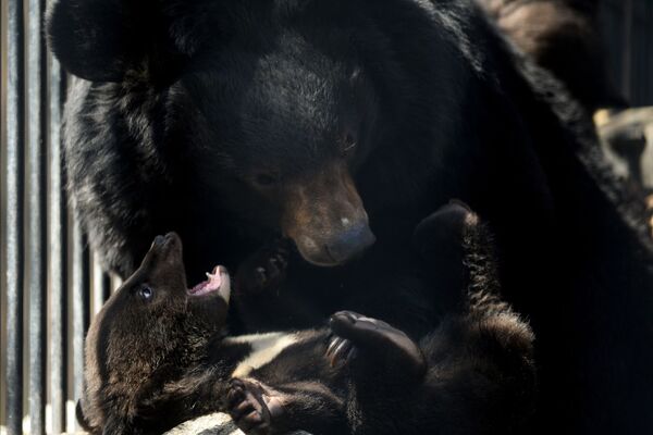 ノボシビルスク動物園の檻にいるヒマラヤグマの子供と母親のチェルシー - Sputnik 日本