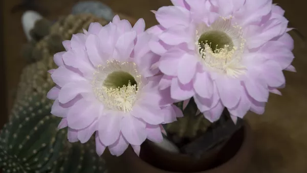 サボテン開花の美麗タイムラプス動画が撮影される - Sputnik 日本