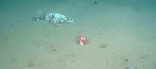 Пластиковый пакет, найденный на дне Марианской впадины Пластиковый пакет, найденный на дне Марианской впадины - Sputnik 日本