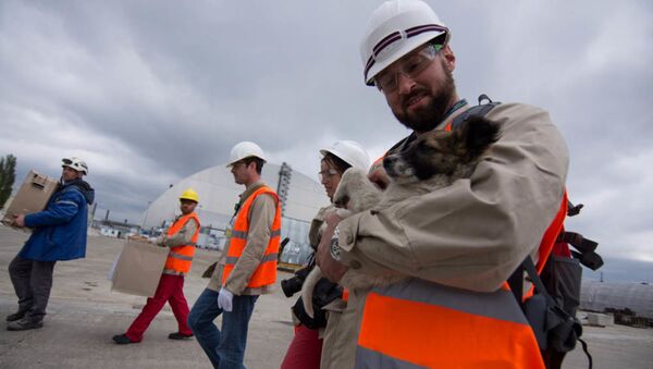 チェルノブイリ立入禁止区域の子犬２００匹、米国で新しい家を見つける - Sputnik 日本