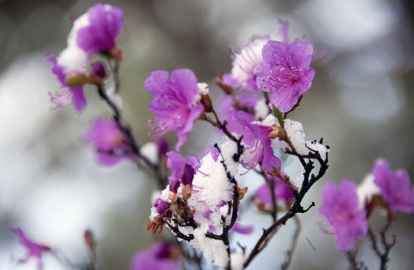 ザバイカル地方のエゾムラサキツツジ - Sputnik 日本