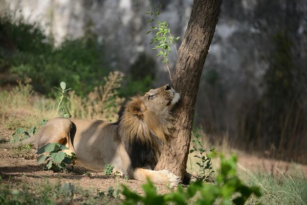 暑い夏の日に木陰で横たわるインドライオン。インド・アフマダーバードの動物園で - Sputnik 日本
