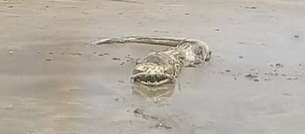 Останки неопознанного морского животного на пляже мексиканского города Масатлан, штат Синалоа - Sputnik 日本