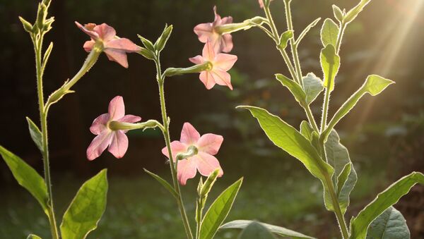 Освещенные солнцем цветы Nicotiana alata - Sputnik 日本