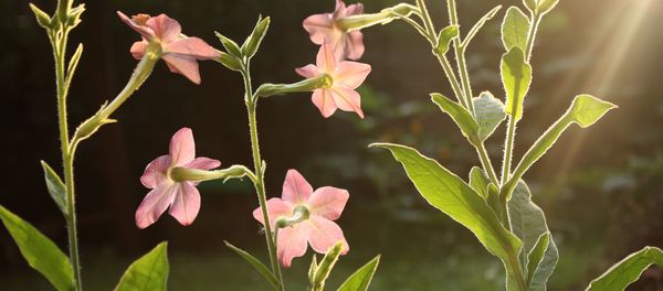 Освещенные солнцем цветы Nicotiana alata - Sputnik 日本