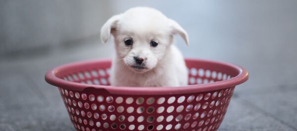 子犬 子犬 - Sputnik 日本