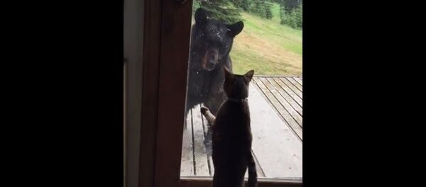 アラスカで飼い猫がクマを撃退 - Sputnik 日本