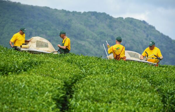 茶摘みは機械化されている - Sputnik 日本