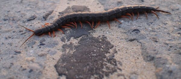 Гигантская сколопендра Гигантская сколопендра - Sputnik 日本