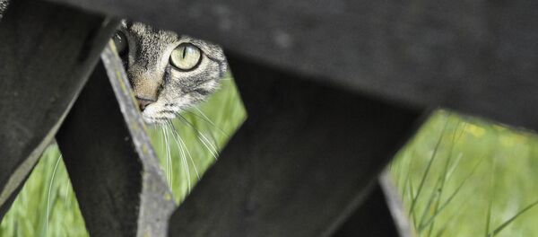 Кошка смотрит через щель в заборе Кошка смотрит через щель в заборе - Sputnik 日本