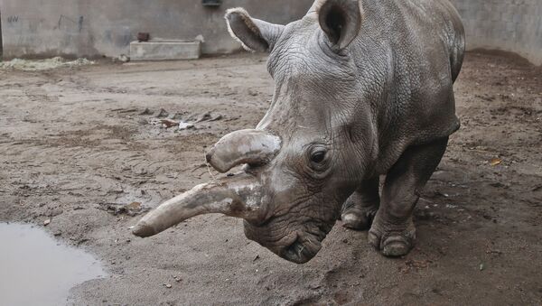 Белый носорог в зоопарке Сан-Диего - Sputnik 日本