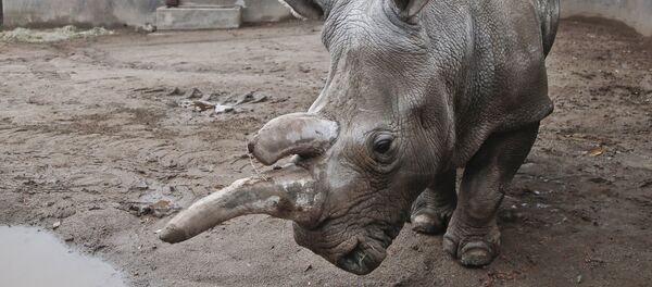 Белый носорог в зоопарке Сан-Диего - Sputnik 日本