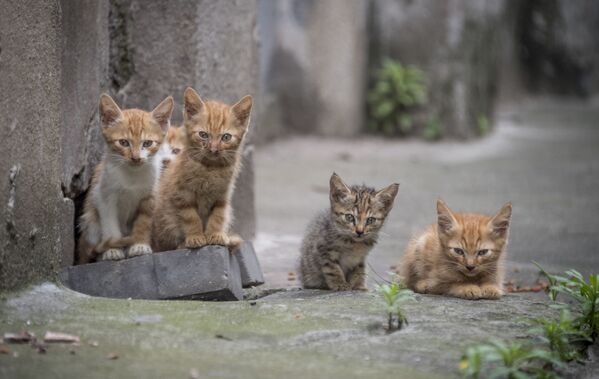 中国・上海の住宅団地にいる５匹のネコ - Sputnik 日本