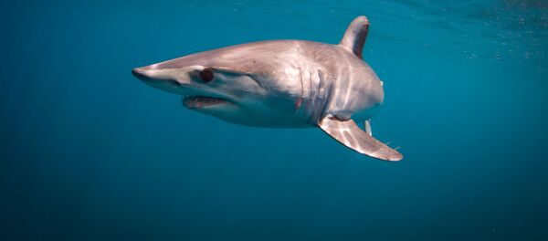 サメ サメ - Sputnik 日本