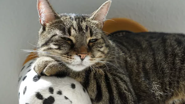 Un gato con sueño - Sputnik 日本