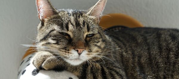 Un gato con sueño Un gato con sueño - Sputnik 日本