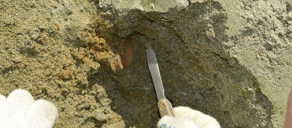 中国人農家、ジュラ紀のカメの化石を発見 中国人農家、ジュラ紀のカメの化石を発見 - Sputnik 日本