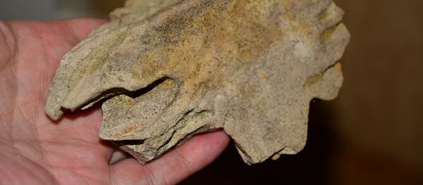 Пластина панциря протостеги Пластина панциря протостеги - Sputnik 日本