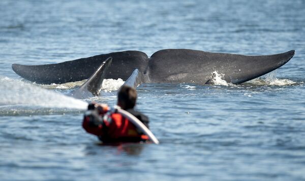 ナガスクジラの尻尾　ユトランド半島でレスキュー隊員のすぐ脇を泳ぐ - Sputnik 日本