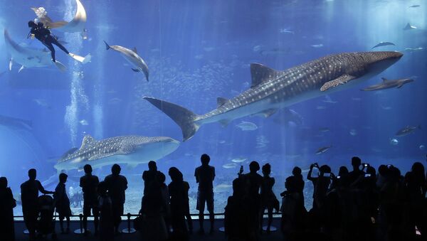 沖縄・沖縄美ら海水族館　国内最長飼育のジンベエザメが死ぬ - Sputnik 日本