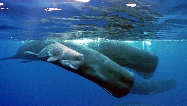 マッコウクジラの母子 - Sputnik 日本