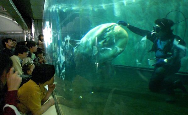 マンボウの餌付け　日本の水族館で - Sputnik 日本