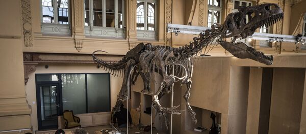 Скелет аллозавра, выставленного на торги в аукционном доме Скелет аллозавра, выставленного на торги в аукционном доме - Sputnik 日本