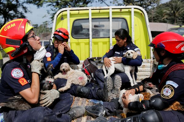 フエゴ火山噴火で倒壊した建物の瓦礫の下から救出された動物と救助隊。グアテマラ - Sputnik 日本