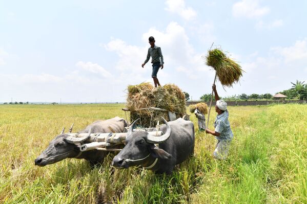 米の収穫。インド - Sputnik 日本