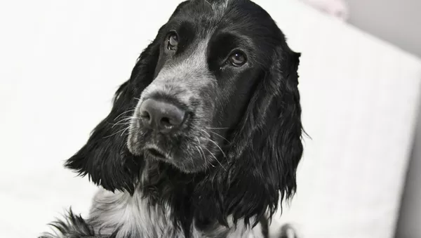 Un perro de la raza cocker spaniel - Sputnik 日本