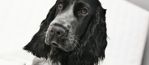 Un perro de la raza cocker spaniel - Sputnik 日本