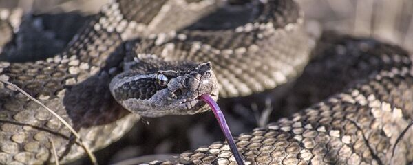 毒ヘビ 毒ヘビ - Sputnik 日本