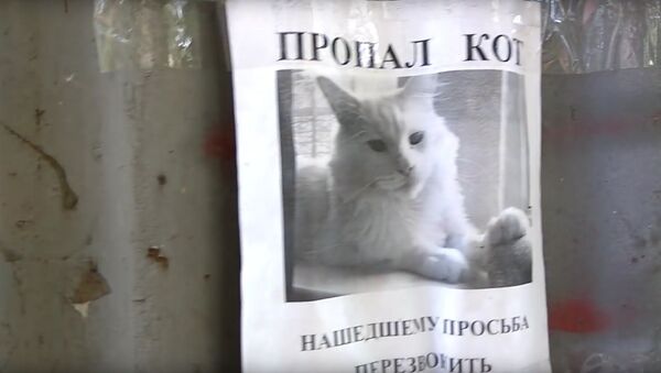 ロシアの猫が関係する目の錯覚が、ネット上で話題に - Sputnik 日本