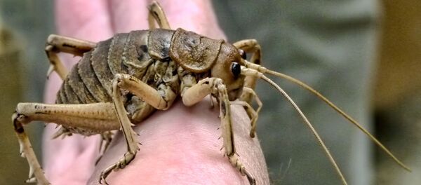 恐竜の後まで生き残った世界最大・最古の昆虫、NZで救出活動 恐竜の後まで生き残った世界最大・最古の昆虫、NZで救出活動 - Sputnik 日本