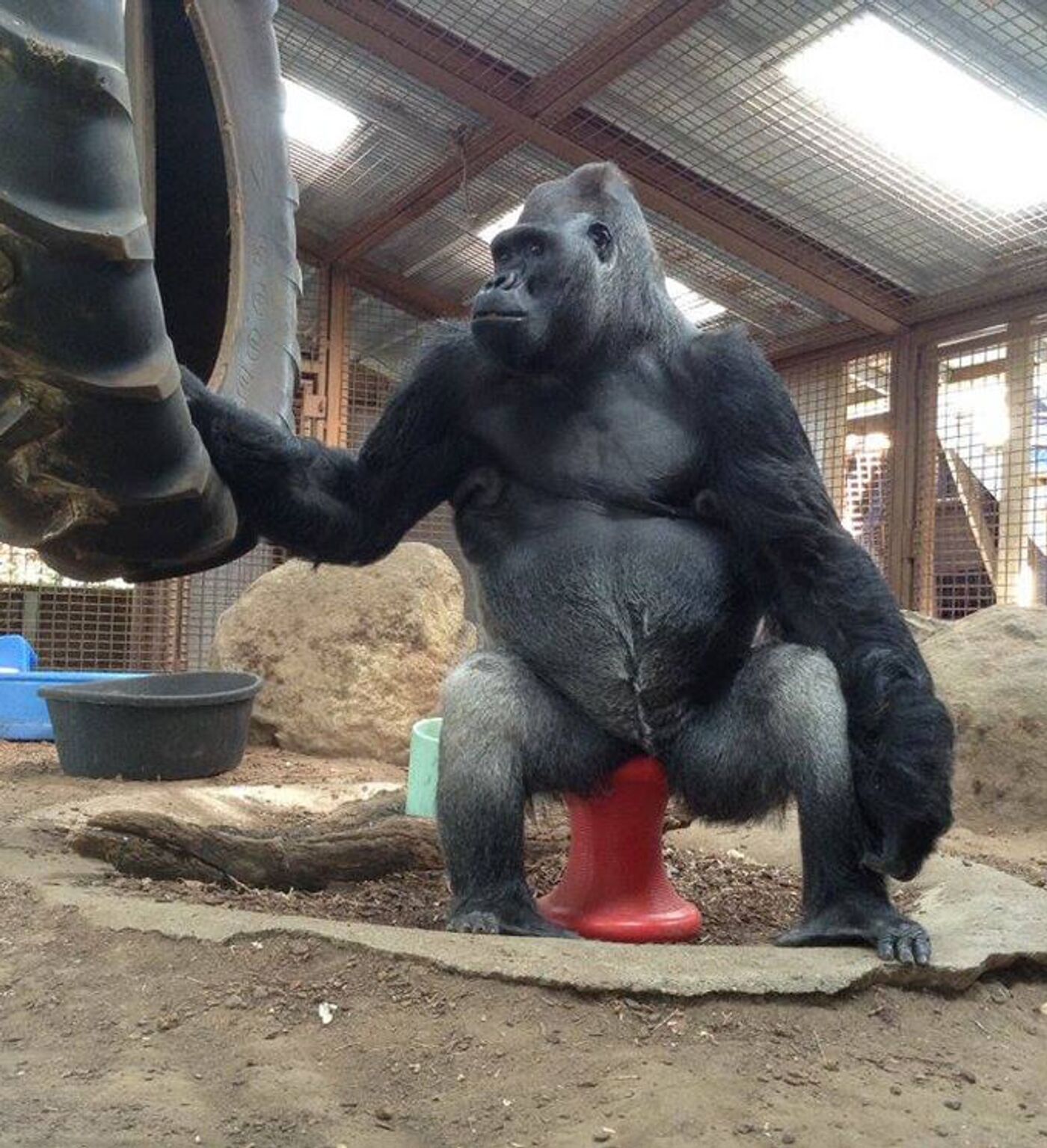 米国で、人間と同じIQを持った世界的に有名な「話す」ゴリラが死ぬ