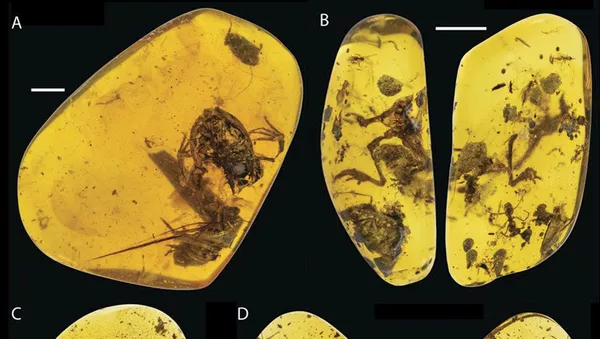 ９９００万年前のカエルの化石、琥珀の中で見つかる - Sputnik 日本